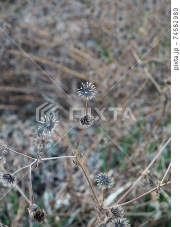 冬の野原で種をつけたアメリカセンダン草 74682980