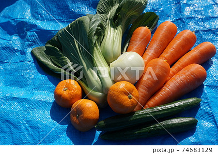 食から免疫力UP、健康食材 74683129