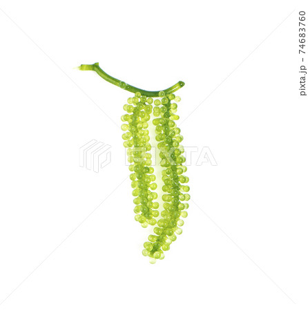 Sea grapes ( green caviar ) seaweed on white background Sea grapes ( green caviar ) seaweed on white background 74683760