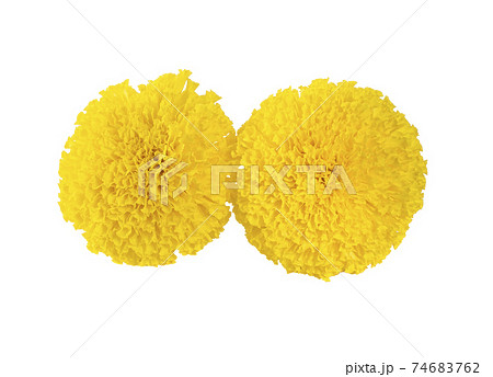 Yellow marigold. Isolated on a white background 74683762