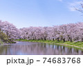 水辺の桜 74683768