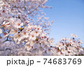 満開の桜 74683769