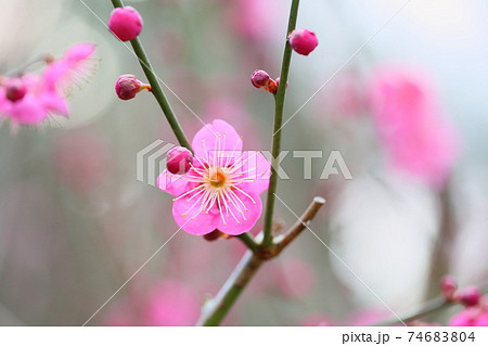 梅の花　一重寒紅 74683804