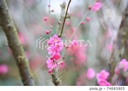 梅の花　一重寒紅 74683805
