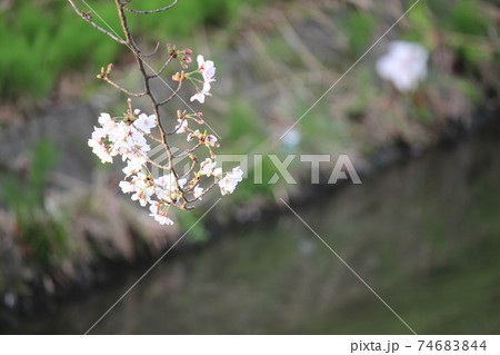 春　桜　さくら 74683844