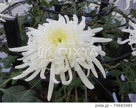 白い菊の花 白菊 の写真素材