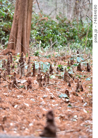 ラクウショウの呼吸根　真岡市井頭公園 74684690