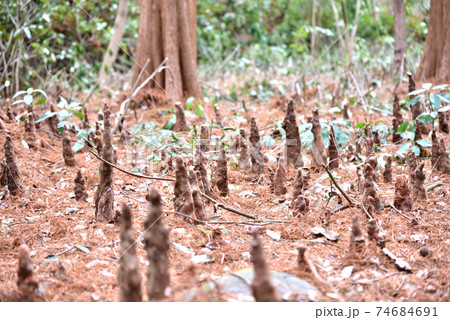 ラクウショウの呼吸根 真岡市井頭公園 ラクウショウの呼吸根 真岡市井頭公園 74684691
