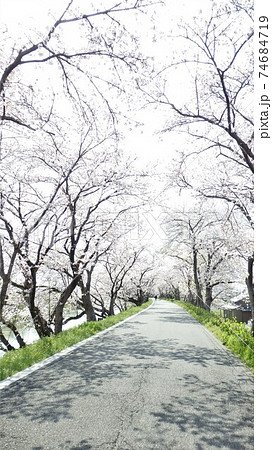 桜並木 74684719