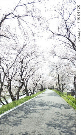 桜並木 74684720