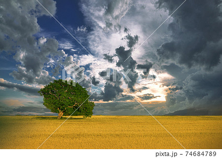 Incredibly beautiful Nature.Art photography.Fantasy design.Creative Rural Background.Amazing Colorful Landscape.Lonely tree.Relax.One tree and perfect grass field,beautiful cloudscape.Beautiful Blue. 74684789