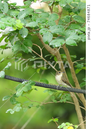 木の木陰からひょこっと現れたコサメビタキ 木の木陰からひょこっと現れたコサメビタキ 74684871