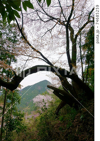 1666 向尾根のヤマザクラ 1666 向尾根のヤマザクラ 74685259