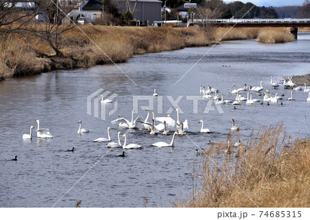 真岡市五行川に白鳥が飛来 真岡市五行川に白鳥が飛来 74685315