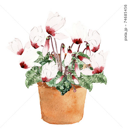 シクラメンの花 油彩画 60c m *68cm 油絵 絵画 【シクラメン