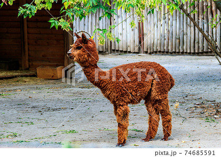 Brown alpaca (Vicugna pacos) on farmyard 74685591