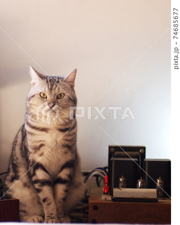 cute short hair young AMERICAN SHORT HAIR breed kitty grey and black stripes home cat sitting by hi-fi devices vintage style tube valve amplifier. 74685677