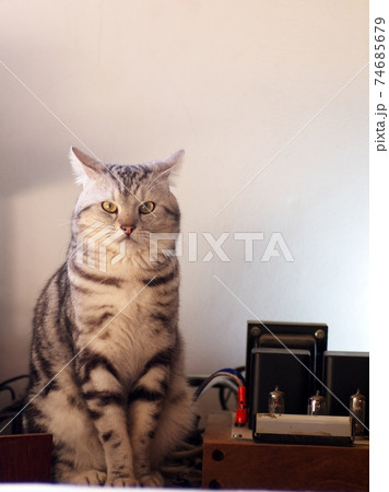 cute short hair young AMERICAN SHORT HAIR breed kitty grey and black stripes home cat sitting by hi-fi devices vintage style tube valve amplifier. 74685679