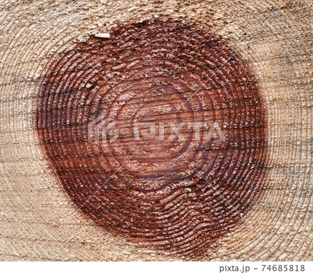 杉の年輪と切断面 74685818
