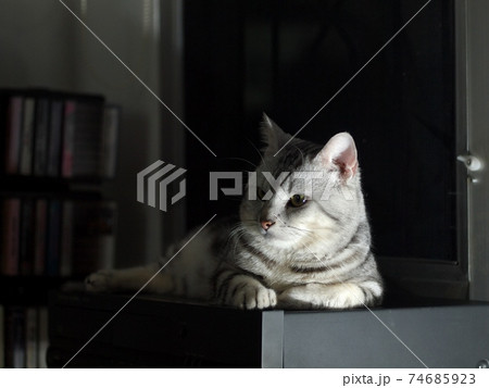 cute AMERICAN SHORT HAIR young kitten grey and black stripes handsome home cat laying in bedroom near window in the night with one light source low-key portraits cute AMERICAN SHORT HAIR young kitten grey and black stripes handsome home cat laying in bedroom near window in the night with one light source low-key portraits 74685923