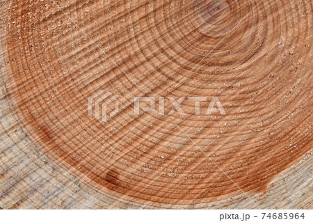 桧の年輪と切断面 74685964
