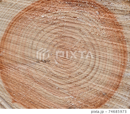 桧の年輪と切断面 桧の年輪と切断面 74685973
