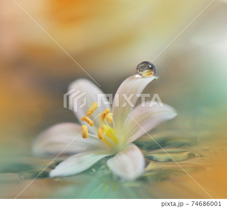 Beautiful Nature Background.Floral Art Design.Abstract Macro Photography.Daisy Flower.Pastel Flowers.Yellow Background.Creative Artistic Wallpaper.Wedding Invitation.Celebration,love.Close up View. 74686001