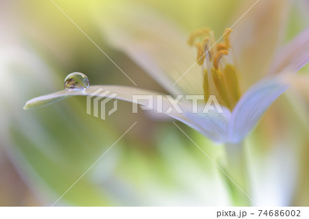 Beautiful Nature Background.Floral Art Design.Abstract Macro Photography.Daisy Flower.Pastel Flowers.Yellow Background.Creative Artistic Wallpaper.Wedding Invitation.Celebration,love.Close up View. Beautiful Nature Background.Floral Art Design.Abstract Macro Photography.Daisy Flower.Pastel Flowers.Yellow Background.Creative Artistic Wallpaper.Wedding Invitation.Celebration,love.Close up View. 74686002