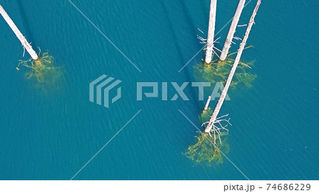 Coniferous trees rise from depths of mountain lake 74686229