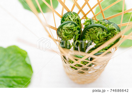 山菜:こごみ・コゴミ・屈み 山菜:こごみ・コゴミ・屈み 74686642