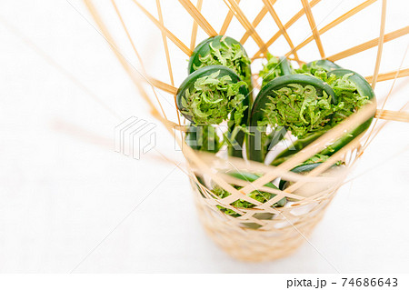 山菜：こごみ・コゴミ・屈み 74686643