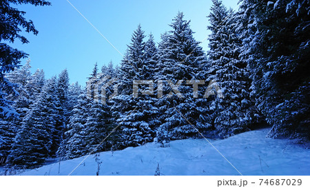 Christmas trees are completely covered with snow. 74687029