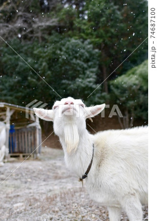 雪降る日 ヤギ 雪降る日 ヤギ 74687100