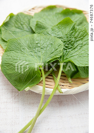 山菜:葉わさび 山菜:葉わさび 74687376