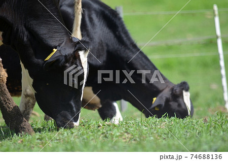 牧場の牛 74688136