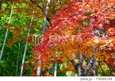 京都 嵯峨野の美しい紅葉と竹 74688148