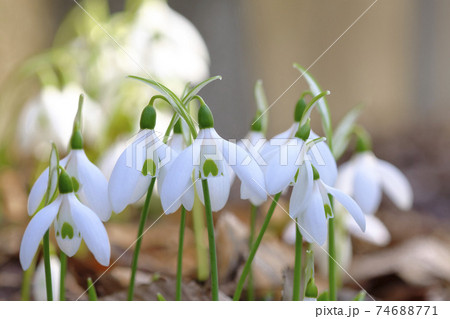 早春のスノードロップ 74688771