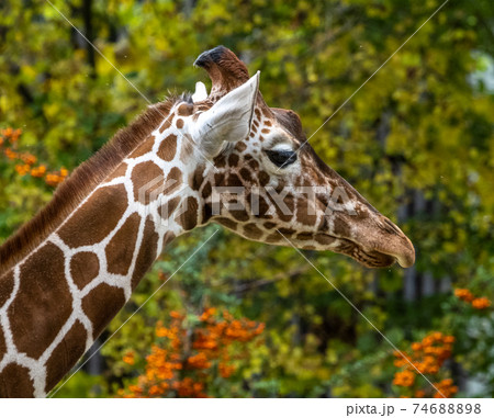 The giraffe, Giraffa camelopardalis is an African mammal 74688898
