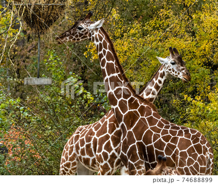 The giraffe, Giraffa camelopardalis is an African mammal 74688899