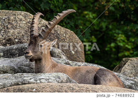 Male mountain ibex or capra ibex on a rock 74688922