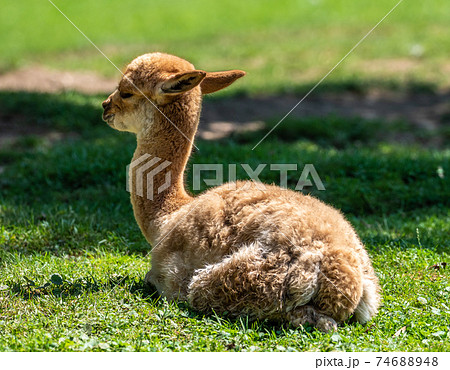 Vicunas, Vicugna Vicugna, relatives of the llama 74688948