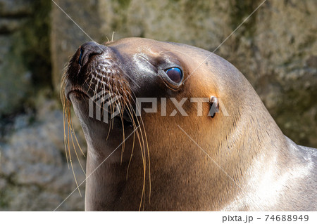 The South American sea lion, Otaria flavescens in the zoo The South American sea lion, Otaria flavescens in the zoo 74688949