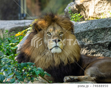 The lion, Panthera leo is one of the four big cats in the genus Panthera 74688950