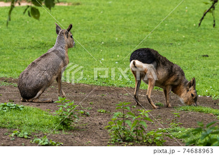 Patagonian Mara, Dolichotis patagonum are large relatives of guinea pigs Patagonian Mara, Dolichotis patagonum are large relatives of guinea pigs 74688963