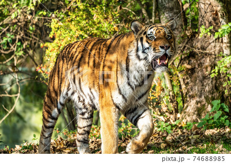 The Siberian tiger,Panthera tigris altaica in the zoo The Siberian tiger,Panthera tigris altaica in the zoo 74688985