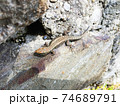 a gray lizard on a rock under the bright sunlight 74689791