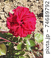 Natural bright roses background. Bright red rose for Valentine Day. Closeup, macro shot. Red rose flower. Close up of red roses and water drops. Roses in flower shop. A red rose bloom. Rose petals. 74689792