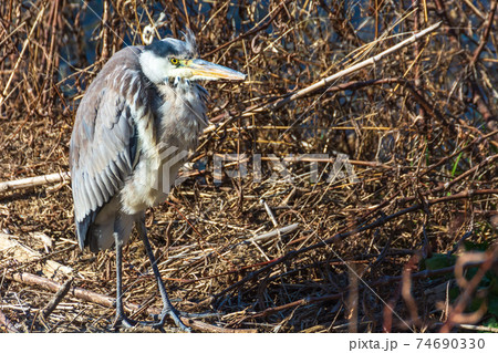 冬のアオサギ 冬のアオサギ 74690330