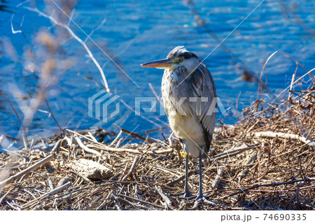 冬のアオサギ 74690335