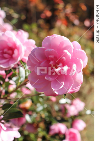 椿 つばさ ピンク 花 自然 かわいい 穏やか の写真素材